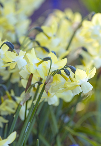 NARCIS botanický Moonlight Sensation 12/14, 100 ks